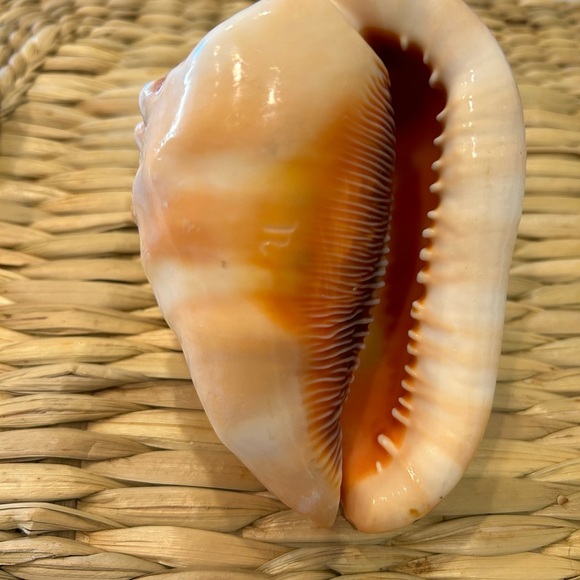 Vintage cameo shell - Picture 3 of 3